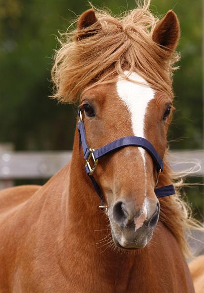 Huld fra Hamraendum a.jpg